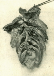 Fuggles hop with the front petals removed to show its structure